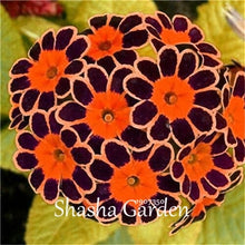 Load image into Gallery viewer, Promotion!!! 200 pcs Evening Primrose Blue Evening Primrose, Exotic Heirloom fragrant flower DIY Home Garden flower hardy plant
