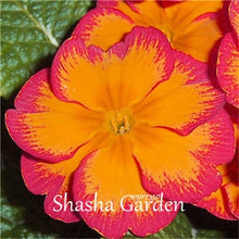 Load image into Gallery viewer, Promotion!!! 200 pcs Evening Primrose Blue Evening Primrose, Exotic Heirloom fragrant flower DIY Home Garden flower hardy plant